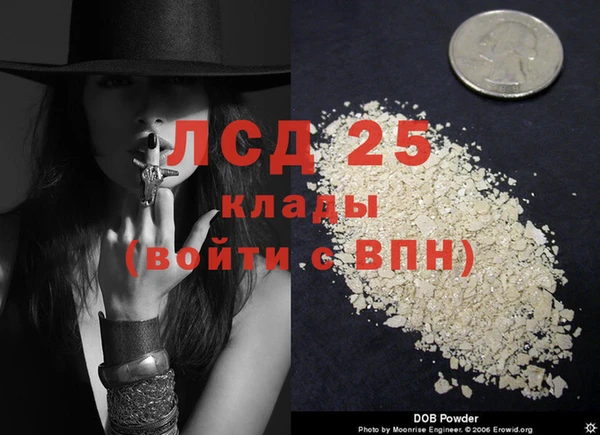 прущие грибы Верея